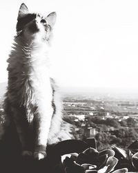 Close-up of cat sitting by sea against sky