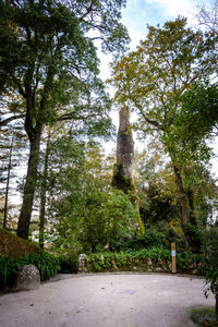 Low angle view of trees in forest against sky