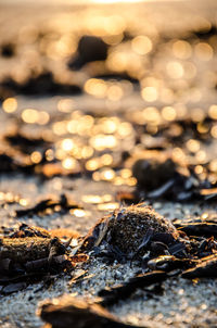 Close-up of illuminated beach during winter