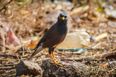 Close-up of bird perching on stone