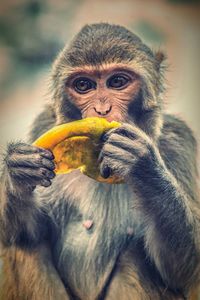 Portrait of monkey eating food