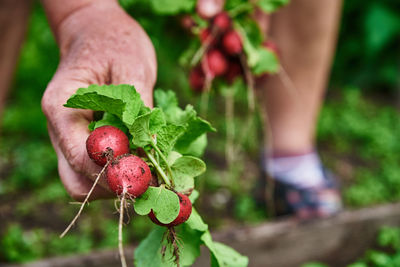 Close-up of hand holding strawberry