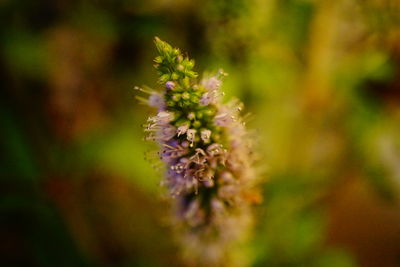 Close-up of purple flowers