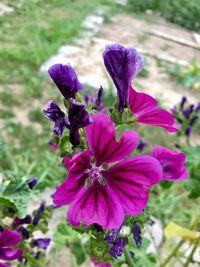 Close-up of purple flowers blooming on field