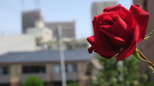 Close-up of red rose