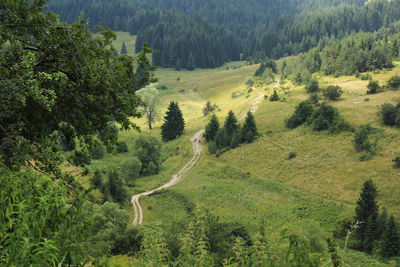 Scenic view of road amidst trees in forest