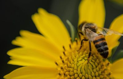 Close-up of insect on yellow flower