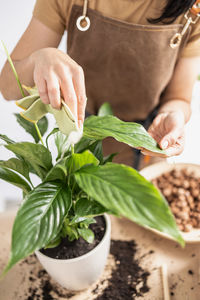 Close up of female gardener hands wiping spathiphyllum plant leaves
