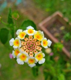 Close-up of yellow flowers blooming outdoors