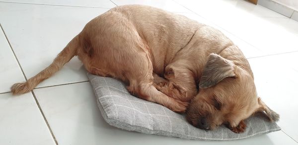 High angle view of dog sleeping on tiled floor