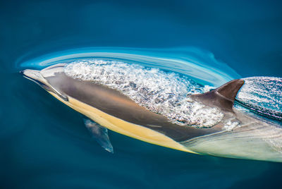 Close-up of turtle swimming in sea