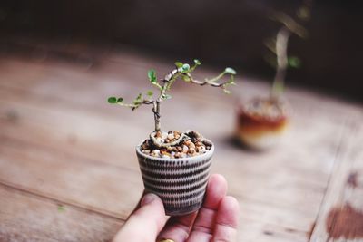 Close-up of hand holding small fruit on table