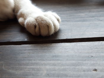 Close-up of a cat