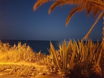 Plants growing by sea against sky