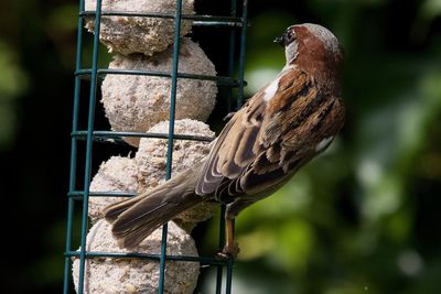 Close-up of bird perching on feeder