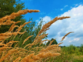 Plants growing on land against sky