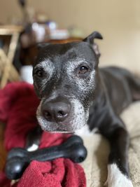 Close-up portrait of dog looking at camera