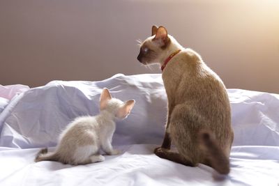 Cat sitting on bed