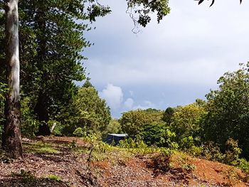 Trees in forest against sky