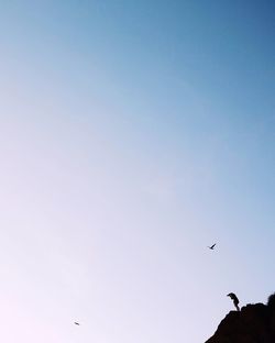 Low angle view of silhouette bird flying against clear sky