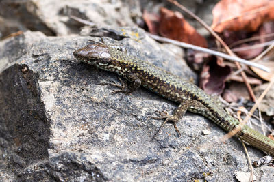 Close-up of lizard on rock