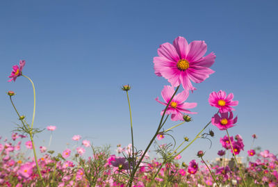 Close-up of pink cosmos flowers against clear blue sky