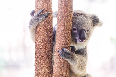 Close-up portrait of an animal