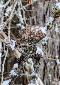 Close-up of snow on plant