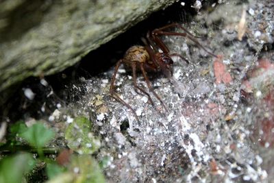 Close-up of spider