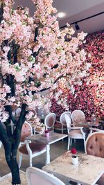 Pink cherry blossoms in spring