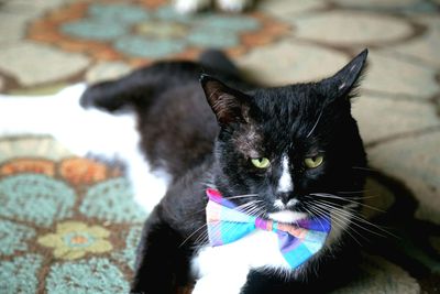 Close-up of cat