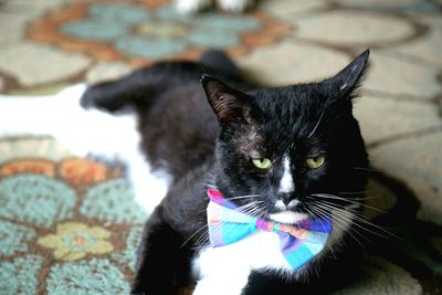 Close-up of cat with bow