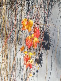 Close-up of autumn leaves on branch