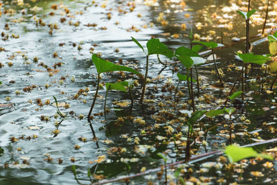 Close-up of leaves floating on water