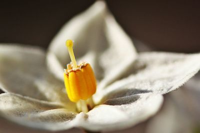 Macro shot of white flower with yellow pollen