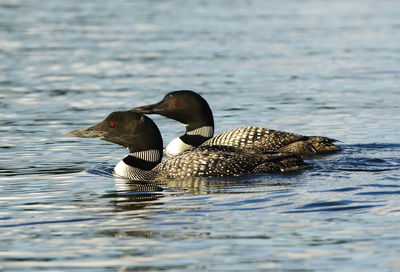 Close-up of loons swimming on lake