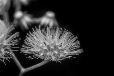 Close-up of dandelion against black background