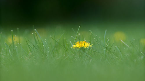 Close-up of insect on grass in field