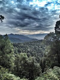 Scenic view of forest against sky