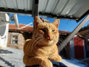 Close-up of a cat looking away