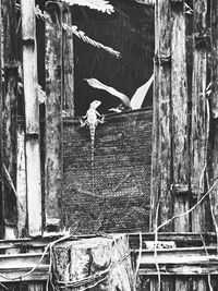 View of seagull perching on old building