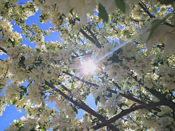 Low angle view of trees against blue sky