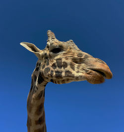 Low angle view of giraffe against clear blue sky