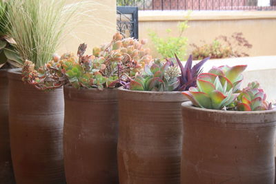 Close-up of potted plant