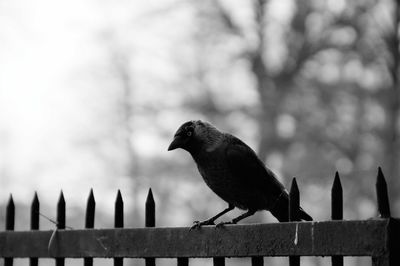 Close-up of bird perching on fence against blurred background