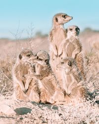 Group of meerkats standing on sand