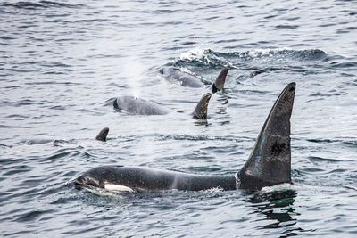 Orcas near reykjavík, iceland