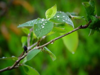 Close-up of water drops on leaf