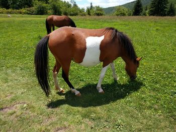 Horse grazing on field