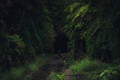 Rear view of man standing at entrance of tunnel in forest